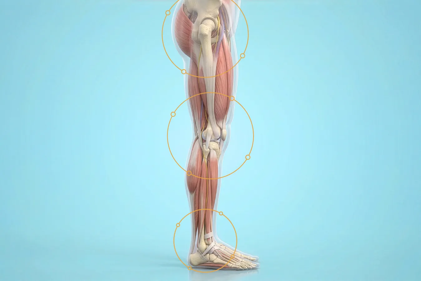 Illustration showing how gait and knee pain are connected through joint loading across the hip, knee, and ankle.